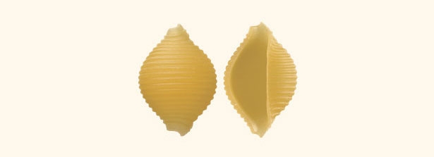 14_particolare_conchiglie-rigate.jpg